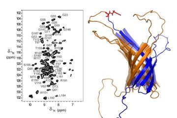 Structure & Dynamique des protéines membranaires