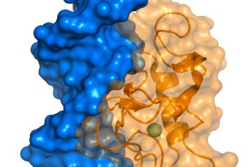 Structure de complexe protéine-ADN